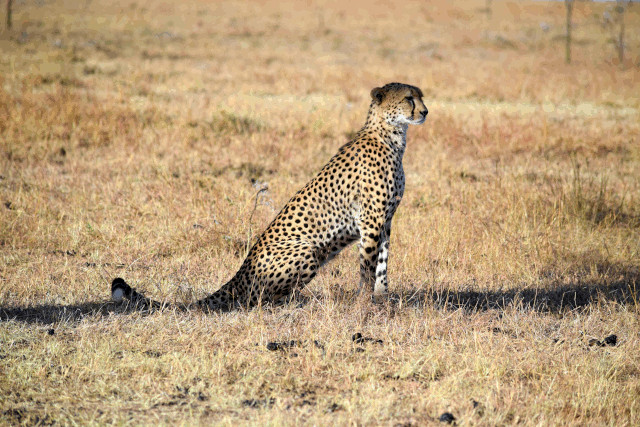 Amazing 30+ Carnivores | Zambia's Carnivores Include The Lion & Hyena